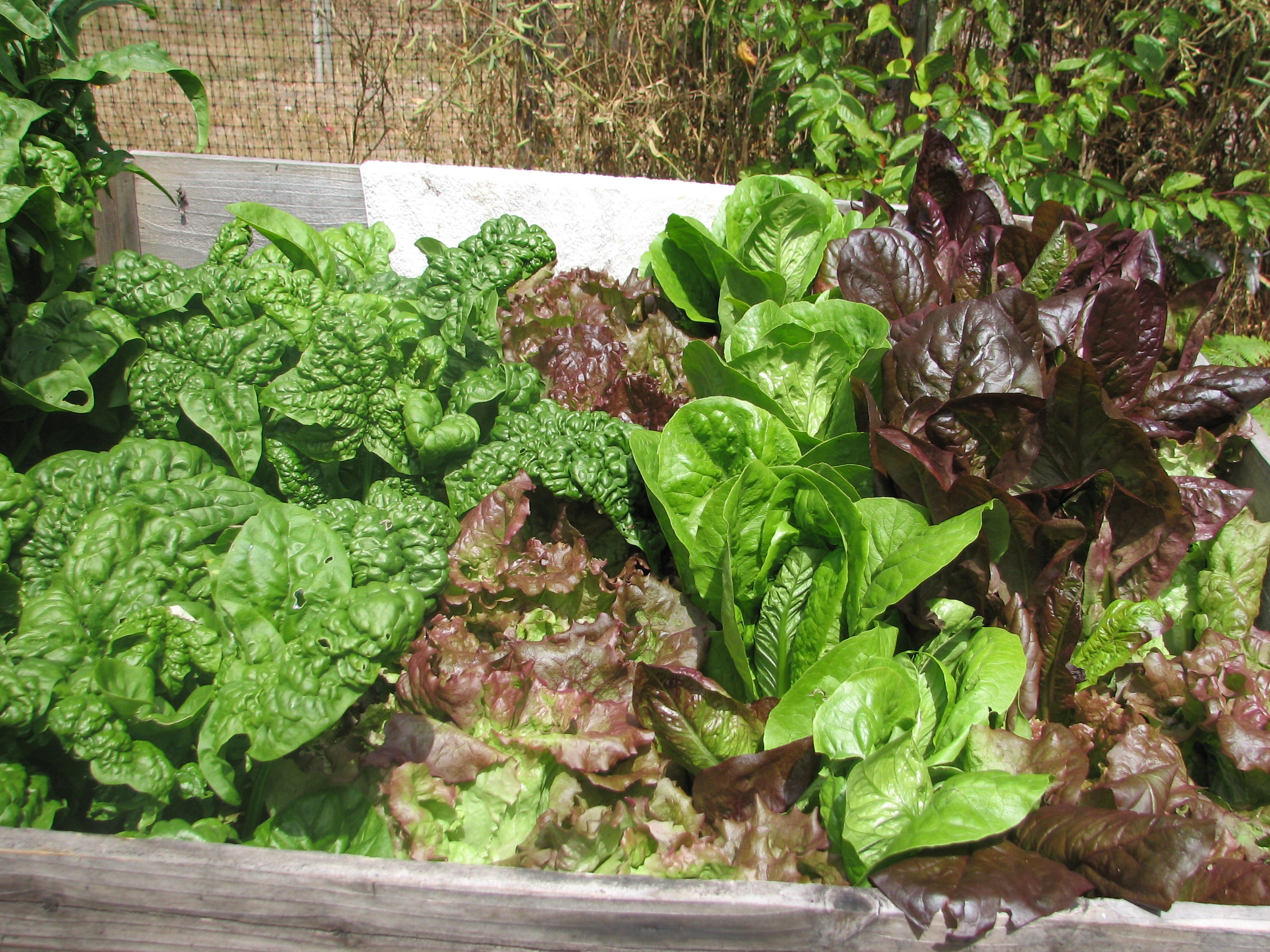 Lettuce Garden with Spinach