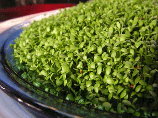 maria's sprouts maria's sprouts