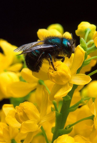 blue_mason_bee