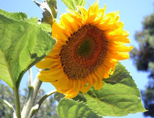 Raw Food Favorites: August is Sunflower Month!